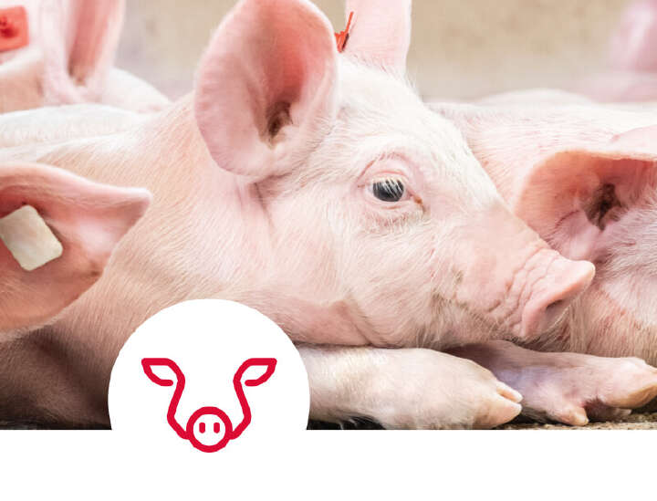 einstiegsbanner kat ebene 1 schwein mobil einstiegsbanner kat ebene 1 schwein mobil
